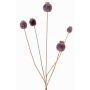 Cápsula de amapola artificial FILOMELA, marrón oscuro, 75cm, Ø2-3,5cm