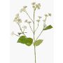 Eupatorium artificial KORALIA, crema, 80cm, Ø4-7cm