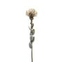 Protea amarilla artificial AUSCHRA, beige, 60cm