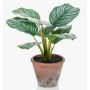 Calathea Orbifolia artificial ESMIE en maceta de terracota, verde-blanco, 30cm
