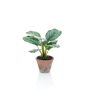 Calathea Orbifolia artificial ESMIE en maceta de terracota, verde-blanco, 30cm
