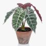 Alocasia Sanderiana artificial GARCIA, maceta de terracota, verde-blanco, 30cm