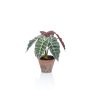 Alocasia Sanderiana artificial GARCIA, maceta de terracota, verde-blanco, 30cm