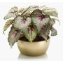 Begonia rex artificial KATRICE en cuenco de cerámica dorada, verde-violeta, 25cm