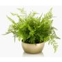 Helecho hembra artificial HANNU en cuenco de cerámica dorada, verde, 40cm, Ø45cm