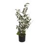 Olivo artificial LEANDRU con frutos, verde, 70cm