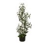 Olivo artificial LEANDRU con frutos, verde, 90cm
