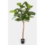 Ficus Lyrata artificial ADERITO, tronco real, verde, 170cm