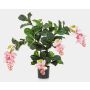 Medinilla artificial ALDORA, rosa, 75cm