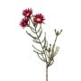 Flor falsa de Phaenocoma BEYA, rojo burdeos, 60cm