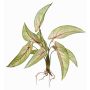 Calathea Ornata artificial ASAGI, con varilla, raíces, verde-rojo, 40cm