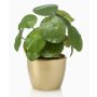 Planta china del dinero artificial SYBIL en maceta dorada, verde, 20cm