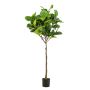 Ficus Lyrata artificial ABIULA, tronco real, verde, 195cm