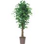 Ficus benjamina artificial EDILIO, troncos reales, verde-blanco, 175 cm - Fabricado en Italia
