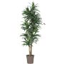 Dracaena Fragrans KANDIDA artificial, troncos naturales, verde, 150 cm - Fabricado en Italia