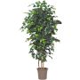 Ficus Benjamini decorativo LEONORET, troncos reales, verde, 275 cm - Fabricado en Italia