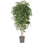 Higuera artificial LUDGARDIS, troncos naturales, verde, 150 cm - Fabricado en Italia