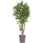 Dracaena Reflexa Jamaica OZIOMA decorativa, tronco real, verde-amarillo, crossdoor, 200 cm - Fabricado en Italia
