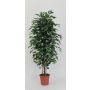 Decoración Ficus Benjamini KONRADE, troncos reales, verde, 225 cm - Fabricado en Italia