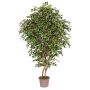 Ficus benjamina artificial NEVANTA, troncos reales, verde-blanco, 225 cm - Fabricado en Italia