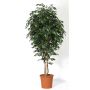Ficus benjamini artificial LEVANTA, troncos naturales, verde, 275 cm - Fabricado en Italia