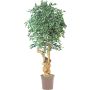 Ficus Benjamini falso AURELIANO, tronco natural, verde-blanco, 200 cm - Fabricado en Italia