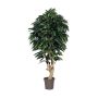 Mango decorativo CORINDA, tronco real, verde, crossdoor, 175 cm - Fabricado en Italia