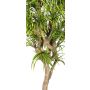 Dracaena Reflexa Jamaica KOLOMBINE artificial, tronco real, verde-amarillo, crossdoor, 200 cm - Fabricado en Italia