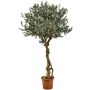 Olivo artificial PLACIDO, tronco real, con frutos, 275 cm - Fabricado en Italia