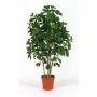 Schefflera artificial NANETTE, troncos reales, verde, 150 cm - Fabricado en Italia