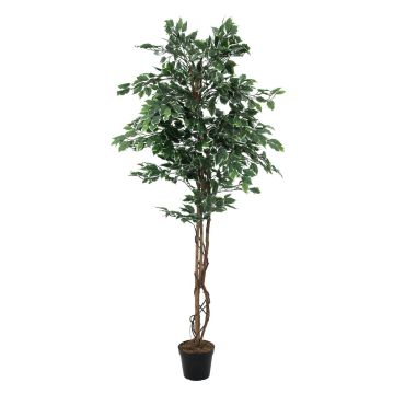 Ficus benjamina plástico JACOPO, tronco real, verde-blanco, 180cm Ficus benjamina plástico JACOPO, tronco real, verde-blanco, 180cm
