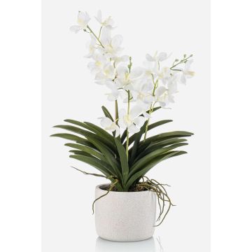Orquídea artificial Vanda PAVRA en maceta de cerámica, raíces, blanco-crema, 60 cm Orquídea artificial Vanda PAVRA en maceta de cerámica, raíces, blanco-crema, 60 cm