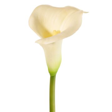 Calla artificial MIRAC, crema, 75cm, 12x15cm Calla artificial MIRAC, crema, 75cm, 12x15cm