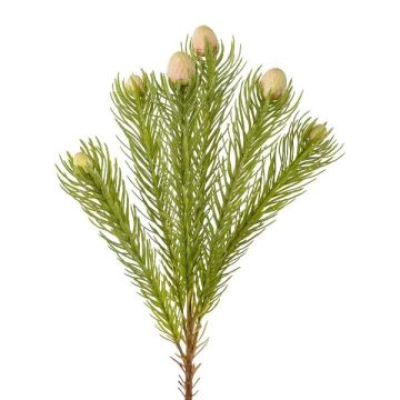 Rama decorativa con alfiletero Protea KROLI, crema-verde, 50 cm
