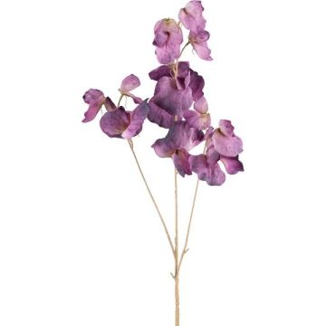 Rama decorativa Lathyrus latifolius SLIRKEN, lila oscuro, 75 cm