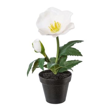 Rosa de Navidad de terciopelo ANSIK en maceta decorativa, blanca, 19 cm