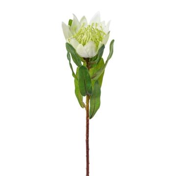 Flor decorativa protea real WANBA, blanca, 50 cm Flor decorativa protea real WANBA, blanca, 50 cm