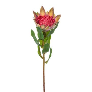 Flor decorativa protea real WANBA, verde-rosa, 50 cm Flor decorativa protea real WANBA, verde-rosa, 50 cm