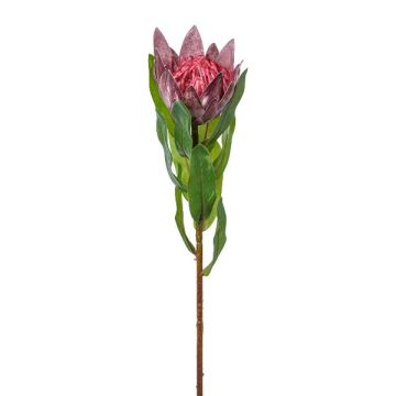 Flor decorativa protea real WANBA, lila, 50 cm Flor decorativa protea real WANBA, lila, 50 cm