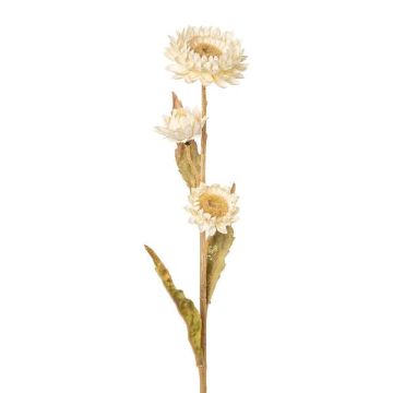 Flor decorativa de siempreviva BERLENA, crema, 60 cm