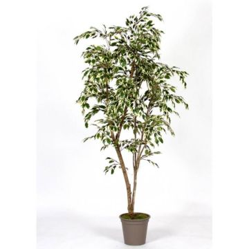 Higuera decorativa LISEROSE, troncos reales, verde-blanco, 210 cm - Fabricado en Italia