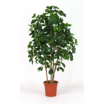 Schefflera artificial NANETTE, troncos reales, verde, 175 cm - Fabricado en Italia Schefflera artificial NANETTE, troncos reales, verde, 175 cm - Fabricado en Italia