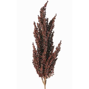 Rama decorativa de sorgo WADDY con espigas, rojo oscuro, 80cm Rama decorativa de sorgo WADDY con espigas, rojo oscuro, 80cm