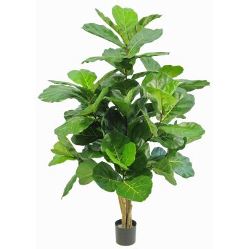 Ficus Lyrata artificial APOKO, troncos reales, verde, 170cm Ficus Lyrata artificial APOKO, troncos reales, verde, 170cm