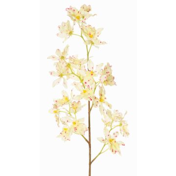 Rama de orquídea Odontoglossum artificial BELANIA, crema-fucsia, 75cm