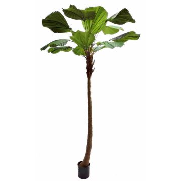 Palmera decorativa OBERTA, 260 cm