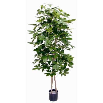 Schefflera artificial GÜSSING, troncos naturales, verde, 120cm Schefflera artificial GÜSSING, troncos naturales, verde, 120cm
