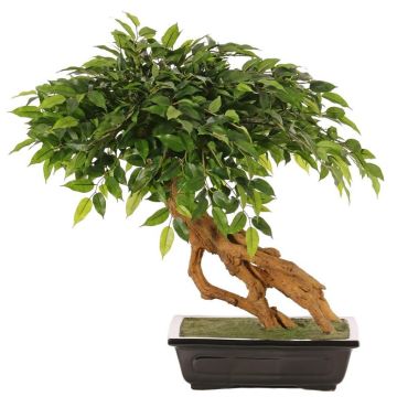 Bonsái ficus benjamina artificial ALMIROS en maceta de barro, 60 cm