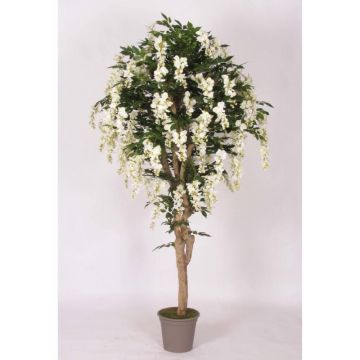 Glicinia falsa ERLINA, tronco real, con flores, blanco, 175 cm - Fabricado en Italia