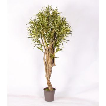Dracaena Reflexa Jamaica decorativa KASANDRA, troncos naturales, verde-amarillo, 200 cm - Fabricado en Italia